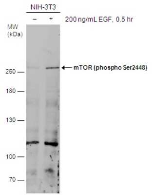 Western Blot: TOR/mTOR [p Ser2448] Antibody [NBP3-13144]
